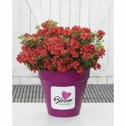 BAUHAUS Japanische Azalee Rhododendron Obtusum 'BloomChampion® Red', Rot, Topfvolumen: 3 L