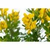 BAUHAUS Ginster Genista 'Porlock', Topfvolumen: 2 L, Gelb 2 BAUHAUS Ginster Genista 'Porlock', Topfvolumen: 2 L, Gelb -Gartenpflanzen Verkäufe 12 255