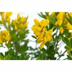 BAUHAUS Ginster Genista 'Porlock', Topfvolumen: 2 L, Gelb