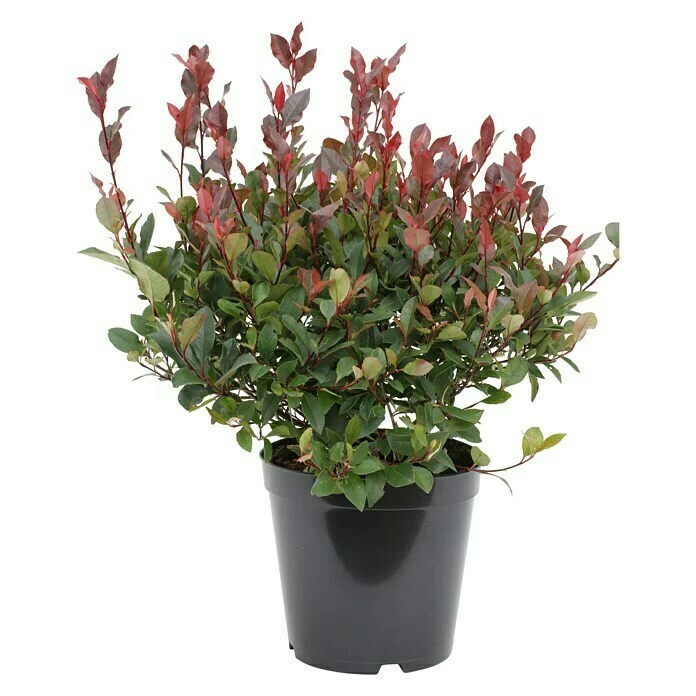 BAUHAUS Glanzmispel Photinia Fraseri 'Little Red Robin' 3 BAUHAUS Glanzmispel Photinia Fraseri 'Little Red Robin'
