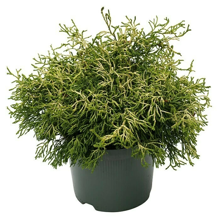 BAUHAUS Hinoki-Scheinzypresse Chamaecyparis Obtusa 'Tsatsumi Gold', Aktuelle Wuchshöhe: 20 Cm - 30 Cm 3 BAUHAUS Hinoki-Scheinzypresse Chamaecyparis Obtusa 'Tsatsumi Gold', Aktuelle Wuchshöhe: 20 Cm - 30 Cm