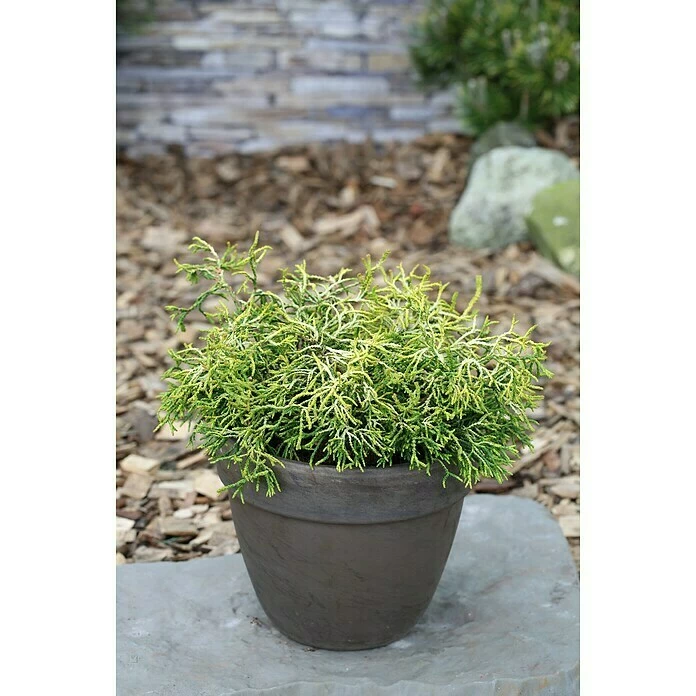 BAUHAUS Hinoki-Scheinzypresse Chamaecyparis Obtusa 'Tsatsumi Gold', Aktuelle Wuchshöhe: 20 Cm - 30 Cm 4 BAUHAUS Hinoki-Scheinzypresse Chamaecyparis Obtusa 'Tsatsumi Gold', Aktuelle Wuchshöhe: 20 Cm - 30 Cm – Bild 2