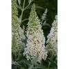 BAUHAUS Sommerflieder Buddleja Davidii ' Buzz Ivory'(S), Cremeweiß 2 BAUHAUS Sommerflieder Buddleja Davidii ' Buzz Ivory'(S), Cremeweiß -Gartenpflanzen Verkäufe 12 259