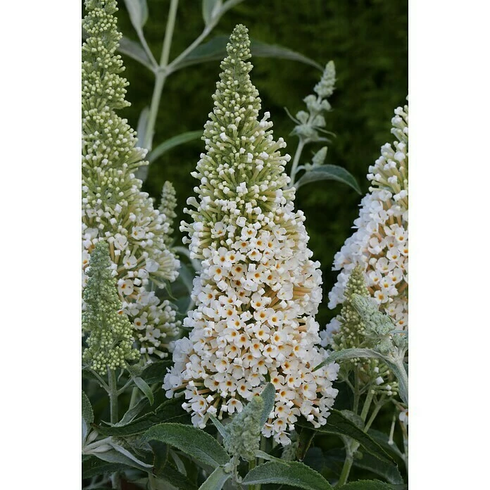 BAUHAUS Sommerflieder Buddleja Davidii ' Buzz Ivory'(S), Cremeweiß 3 BAUHAUS Sommerflieder Buddleja Davidii ' Buzz Ivory'(S), Cremeweiß