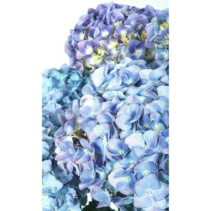 BAUHAUS Bauernhortensie Hydrangea Macrophylla 'Forever & Ever'®, Topfvolumen: 5 L, Blau 5 BAUHAUS Bauernhortensie Hydrangea Macrophylla 'Forever & Ever'®, Topfvolumen: 5 L, Blau – Bild 3