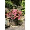 BAUHAUS Japanische Azalee Rhododendron Obtusum 'Drapa'®, Topfvolumen: 2,3 L, Rosa