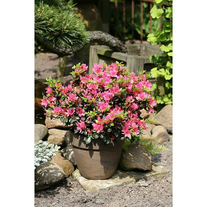 BAUHAUS Japanische Azalee Rhododendron Obtusum 'Drapa'®, Topfvolumen: 2,3 L, Rosa 3 BAUHAUS Japanische Azalee Rhododendron Obtusum 'Drapa'®, Topfvolumen: 2,3 L, Rosa