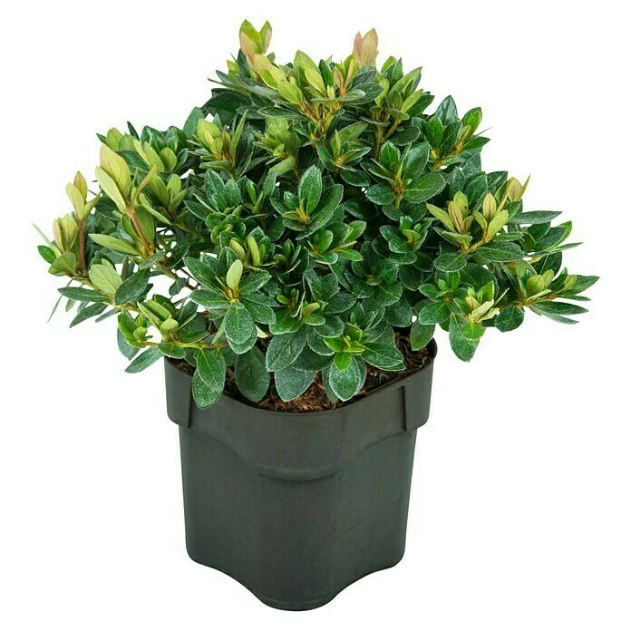 BAUHAUS Japanische Azalee Rhododendron Obtusum 'Drapa'®, Topfvolumen: 2,3 L, Rosa 4 BAUHAUS Japanische Azalee Rhododendron Obtusum 'Drapa'®, Topfvolumen: 2,3 L, Rosa – Bild 2