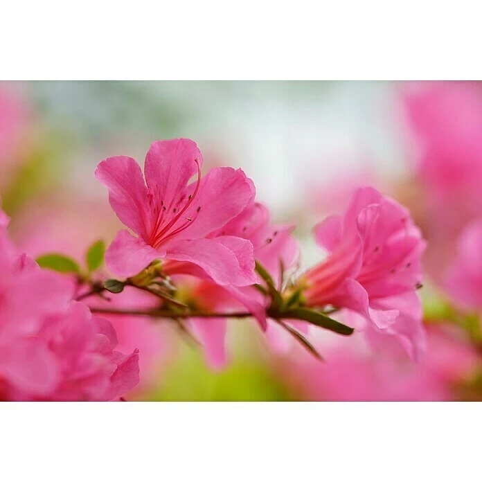 BAUHAUS Japanische Azalee Rhododendron Obtusum 'Drapa'®, Topfvolumen: 2,3 L, Rosa 5 BAUHAUS Japanische Azalee Rhododendron Obtusum 'Drapa'®, Topfvolumen: 2,3 L, Rosa – Bild 3