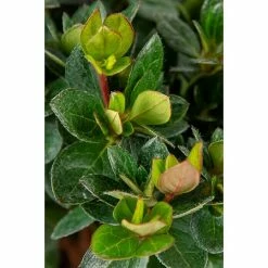 BAUHAUS Japanische Azalee Rhododendron Obtusum 'Drapa'®, Topfvolumen: 2,3 L, Rosa 9 BAUHAUS Japanische Azalee Rhododendron Obtusum 'Drapa'®, Topfvolumen: 2,3 L, Rosa -Gartenpflanzen Verkäufe 12 263