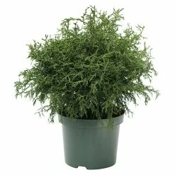 BAUHAUS Hinoki-Scheinzypresse Chamaecyparis Obtusa 'Lycopodioides', Aktuelle Wuchshöhe: 30 Cm - 50 Cm