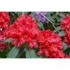 BAUHAUS Großblumiger Rhododendron Rhododendron 'Rabatz'® EASYDENDRON®, Topfvolumen: 5 L, Rot -Gartenpflanzen Verkäufe 12 265