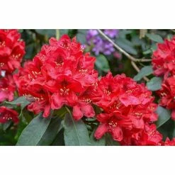 BAUHAUS Großblumiger Rhododendron Rhododendron 'Rabatz'® EASYDENDRON®, Topfvolumen: 5 L, Rot