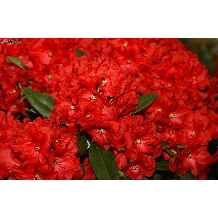 BAUHAUS Großblumiger Rhododendron Rhododendron 'Rabatz'® EASYDENDRON®, Topfvolumen: 5 L, Rot 4 BAUHAUS Großblumiger Rhododendron Rhododendron 'Rabatz'® EASYDENDRON®, Topfvolumen: 5 L, Rot – Bild 2