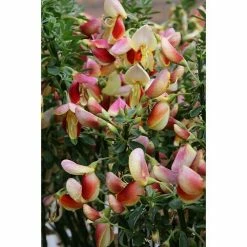 BAUHAUS Ginster Cytisus Scoparius 'Andreanus Splendens', Topfvolumen: 4 L, Gelb/Rot