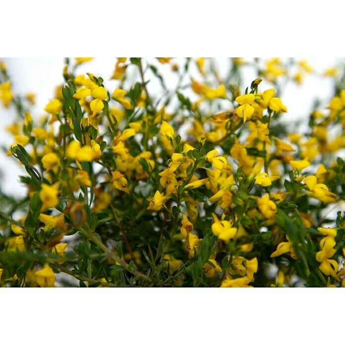 BAUHAUS Ginster Genista Anglica, Topfvolumen: 2 L, Gelb 3 BAUHAUS Ginster Genista Anglica, Topfvolumen: 2 L, Gelb