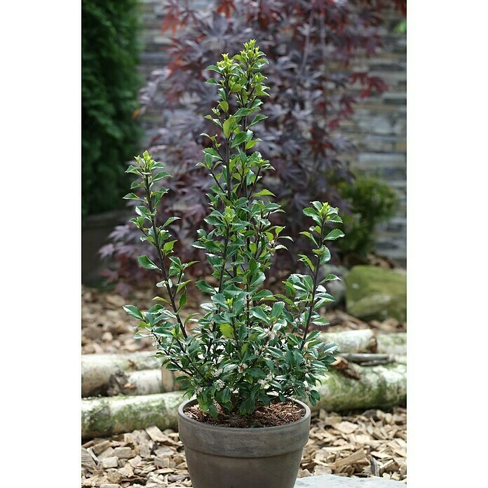 BAUHAUS Stechpalme Ilex Meserveae 'Heckenstar'(S) 3 BAUHAUS Stechpalme Ilex Meserveae 'Heckenstar'(S)