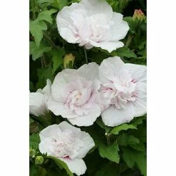 BAUHAUS Garteneibisch Hibiscus Syriacus 'China Chiffon'®, Aktuelle Wuchshöhe: 40 Cm - 60 Cm