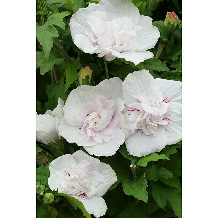 BAUHAUS Garteneibisch Hibiscus Syriacus 'China Chiffon'®, Aktuelle Wuchshöhe: 40 Cm - 60 Cm 3 BAUHAUS Garteneibisch Hibiscus Syriacus 'China Chiffon'®, Aktuelle Wuchshöhe: 40 Cm - 60 Cm