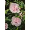 BAUHAUS Garteneibisch Hibiscus Syriacus 'Pink Chiffon'®, Aktuelle Wuchshöhe: 40 Cm - 60 Cm -Gartenpflanzen Verkäufe 12 271
