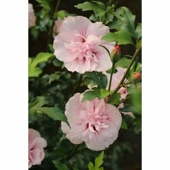 BAUHAUS Garteneibisch Hibiscus Syriacus 'Pink Chiffon'®, Aktuelle Wuchshöhe: 40 Cm - 60 Cm