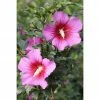 BAUHAUS Garteneibisch Hibiscus Syriacus 'Silke'®, Aktuelle Wuchshöhe: 40 Cm - 60 Cm -Gartenpflanzen Verkäufe 12 272