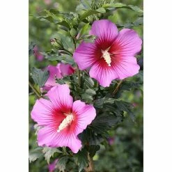 BAUHAUS Garteneibisch Hibiscus Syriacus 'Silke'®, Aktuelle Wuchshöhe: 40 Cm - 60 Cm