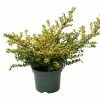 BAUHAUS Bergilex Ilex Crenata 'Golden Tip', Aktuelle Wuchshöhe: 20 Cm - 30 Cm -Gartenpflanzen Verkäufe 12 273