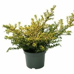 BAUHAUS Bergilex Ilex Crenata 'Golden Tip', Aktuelle Wuchshöhe: 20 Cm - 30 Cm