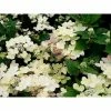 BAUHAUS Rispen-Hortensie Hydrangea Paniculata 'Switch'®, Farbwechselnd -Gartenpflanzen Verkäufe 12 274