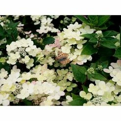 BAUHAUS Rispen-Hortensie Hydrangea Paniculata 'Switch'®, Farbwechselnd