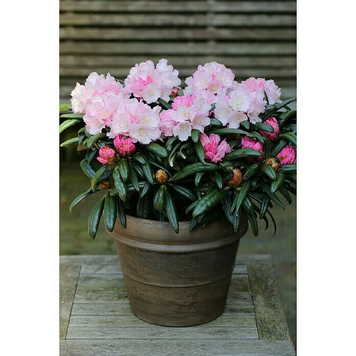 BAUHAUS Rhododendron Rhododendron Makinoi 'Makiyak', Weiß 3 BAUHAUS Rhododendron Rhododendron Makinoi 'Makiyak', Weiß