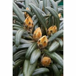 BAUHAUS Rhododendron Rhododendron Makinoi 'Makiyak', Weiß 6 BAUHAUS Rhododendron Rhododendron Makinoi 'Makiyak', Weiß -Gartenpflanzen Verkäufe 12 276