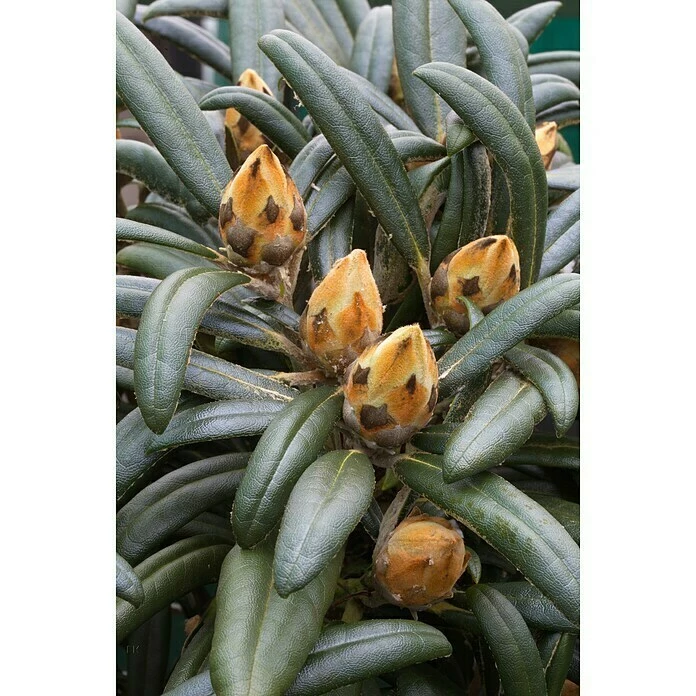 BAUHAUS Rhododendron Rhododendron Makinoi 'Makiyak', Weiß 4 BAUHAUS Rhododendron Rhododendron Makinoi 'Makiyak', Weiß – Bild 2