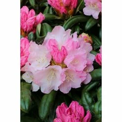 BAUHAUS Rhododendron Rhododendron Makinoi 'Makiyak', Weiß 7 BAUHAUS Rhododendron Rhododendron Makinoi 'Makiyak', Weiß -Gartenpflanzen Verkäufe 12 277