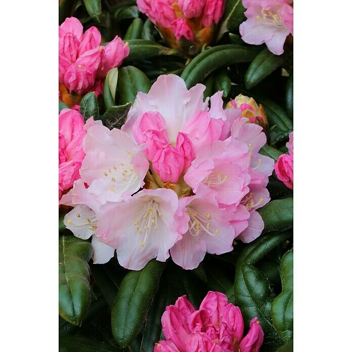 BAUHAUS Rhododendron Rhododendron Makinoi 'Makiyak', Weiß 5 BAUHAUS Rhododendron Rhododendron Makinoi 'Makiyak', Weiß – Bild 3