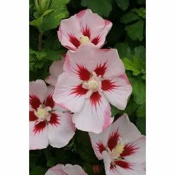 BAUHAUS Garteneibisch Hibiscus Syriacus 'Hamabo', Aktuelle Wuchshöhe: 40 Cm - 60 Cm