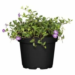 BAUHAUS Piardino Kleinblättriges Immergrün Vinca Minor, Topfgröße: 9 Cm, Rot