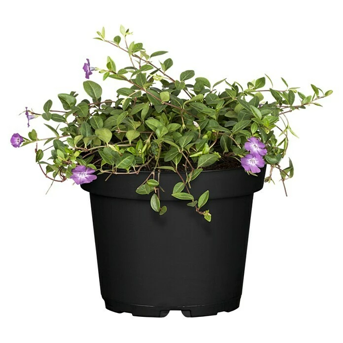 BAUHAUS Piardino Kleinblättriges Immergrün Vinca Minor, Topfgröße: 9 Cm, Rot 3 BAUHAUS Piardino Kleinblättriges Immergrün Vinca Minor, Topfgröße: 9 Cm, Rot