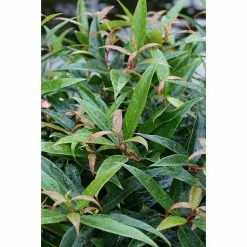 BAUHAUS Traubenheide Leucothoe Keiskei 'Burning Love'®, Topfvolumen: 4,6 L