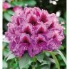 BAUHAUS Großblumiger Rhododendron Rhododendron 'Orakel' EASYDENDRON®, Topfvolumen: 5 L, Violett