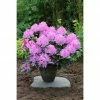 BAUHAUS Großblumiger Rhododendron Rhododendron 'English Roseum' EASYDENDRON®, Topfvolumen: 5 L, Rosa -Gartenpflanzen Verkäufe 12 283