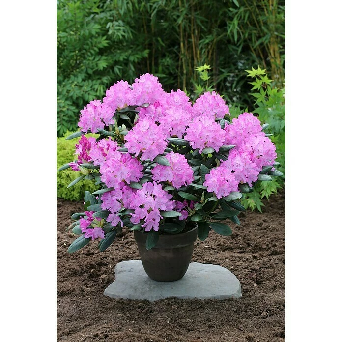 BAUHAUS Großblumiger Rhododendron Rhododendron 'English Roseum' EASYDENDRON®, Topfvolumen: 5 L, Rosa 3 BAUHAUS Großblumiger Rhododendron Rhododendron 'English Roseum' EASYDENDRON®, Topfvolumen: 5 L, Rosa