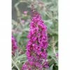 BAUHAUS Sommerflieder Buddleja Davidii 'Buzz Magenta'(S), Magenta 1 BAUHAUS Sommerflieder Buddleja Davidii 'Buzz Magenta'(S), Magenta -Gartenpflanzen Verkäufe 12 284