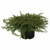BAUHAUS Gemeiner Wacholder Juniperus Communis 'Green Mantle', Topfvolumen: 2,3 L, Aktuelle Wuchshöhe: 20 Cm - 30 Cm -Gartenpflanzen Verkäufe 12 286