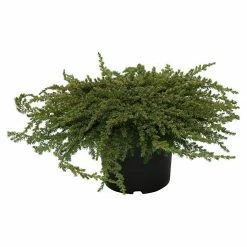 BAUHAUS Gemeiner Wacholder Juniperus Communis 'Green Mantle', Topfvolumen: 2,3 L, Aktuelle Wuchshöhe: 20 Cm - 30 Cm