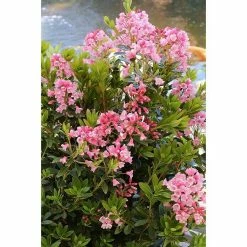BAUHAUS Zwergrhododendron Rhododendron Micranthum 'Bloombux'®, Topfvolumen: 5 L, Magenta
