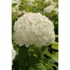 BAUHAUS Ballhortensie Hydrangea Arborescens 'Annabelle', Weiß, Topfvolumen: 6 L 2 BAUHAUS Ballhortensie Hydrangea Arborescens 'Annabelle', Weiß, Topfvolumen: 6 L -Gartenpflanzen Verkäufe 12 29