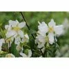 BAUHAUS Pfeifenstrauch Philadelphus Fl'Aroma® 'Lemon Beauty', 5 L, Weiß -Gartenpflanzen Verkäufe 12 291