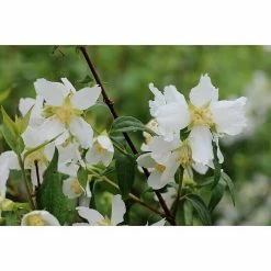 BAUHAUS Pfeifenstrauch Philadelphus Fl'Aroma® 'Lemon Beauty', 5 L, Weiß